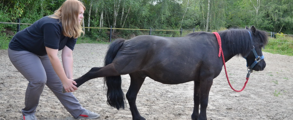Tierphysiotherapie Pferd